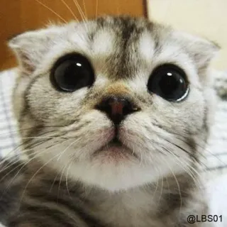 🙄 @LBS01 gato, gatinho, animal, fofo, animal de estimação, mamífero telegram sticker