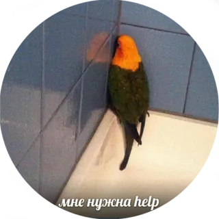 😓 мне нужна help vogel, verdrietig, papegaai, hulp telegram sticker