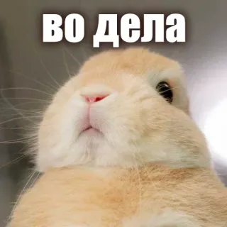 😳 ВО ДЕЛА rabbit, funny, animal, cute telegram sticker