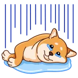 😢 sad, crying, dog, shiba inu, rain whatsapp sticker