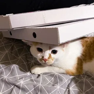 🤨 Katze, Pizzakartons, verstecken, Haustier, Tier telegram sticker