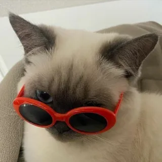 👓 cat, sunglasses, pet, animal, siamese, red sunglasses telegram sticker