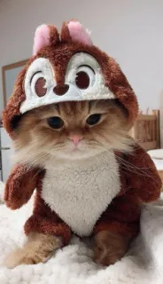 🐿️ Chip gato, esquilo, disney, animal, fofo, fantasia, animal de estimação telegram sticker