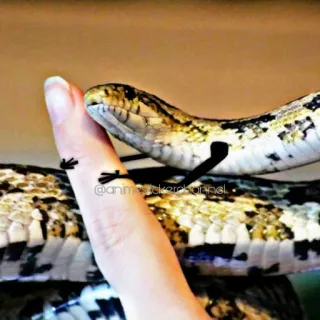 🥰 Schlange, Reptil, Tier, Finger, Haustier, exotisch whatsapp sticker