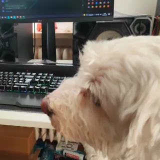 💻 cachorro, animal de estimação, animal, computador, teclado, monitor telegram sticker