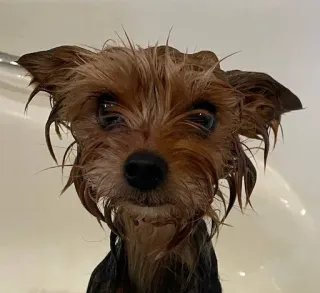 😕 perro, perro mojado, cachorro, lindo, yorkie, perro pequeño, mascota, animal telegram sticker