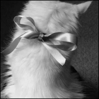 💮 gatto, gattino, nastro, fiocco, bianco, animale, animale domestico telegram sticker