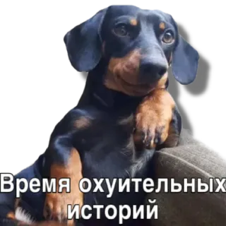 🧐 Время охуительных историй dog, dachshund, russian, text whatsapp sticker