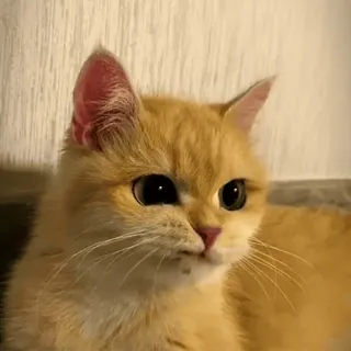 🤨 cat, animal, cute, pet, kitten, domestic cat, orange cat, ginger cat telegram sticker