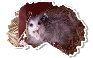 😱 オポッサム, 動物, 可愛い, 野生動物 telegram sticker