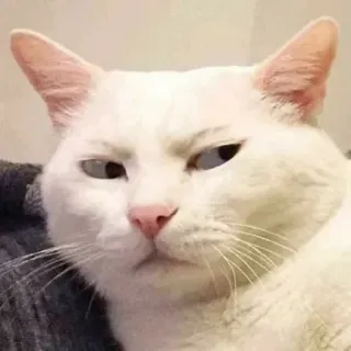 🤨 кот, белый кот, животное, питомец, мем, смешной, сердитый telegram sticker