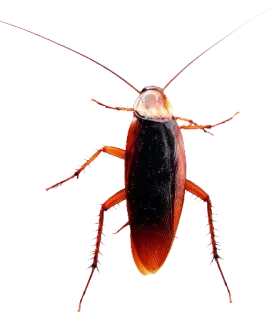 😐 cockroach, insect, pest, creepy, bug, nature whatsapp sticker