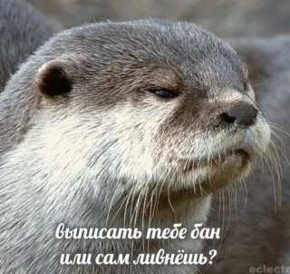 😤 Выписать тебе бан или сам ливнёшь? otter, meme, russian, internet, ban, leave telegram sticker