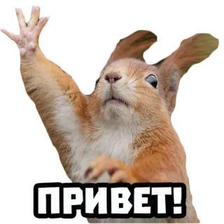 👋 ПРИВЕТ! squirrel, greeting, animal, friendly, hello telegram sticker
