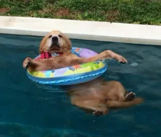 😌 perro, piscina, verano, flotador, golden retriever, relajación, natación telegram sticker