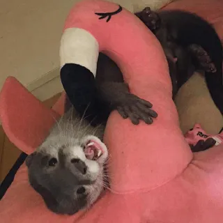 🤗 opossum, animal, flamant rose, peluche, mignon, drôle, faune telegram sticker