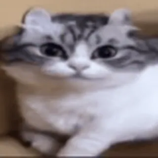 😂