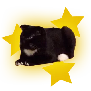 👑 แมว, สัตว์, สัตว์เลี้ยง, แมวดำ, ดาว, น่ารัก telegram sticker