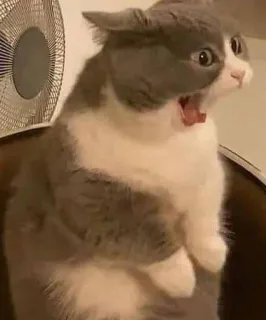 😫 kucing, terkejut, heran, lucu, hewan peliharaan, binatang, meme telegram sticker