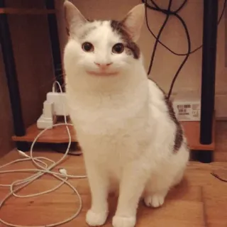 ⚡️ gato, animal, mascota, gato doméstico, mamífero, felino telegram sticker