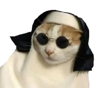 🙏 cat, sunglasses, animal, pet, funny, meme telegram sticker
