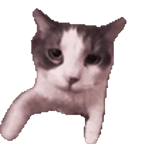 😽 gato, animal, animal de estimação, animal doméstico, fofo telegram sticker