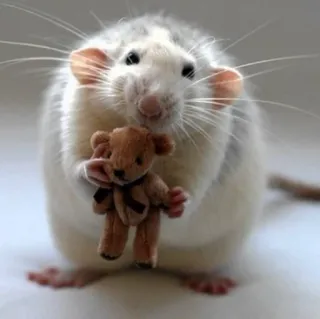 🐭 chuột, gấu bông, động vật, dễ thương, thú cưng telegram sticker