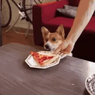 🍕 corgi, perro, pizza, comida, lindo telegram sticker
