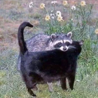 💕 енот, кошка, животные, природа, дикая природа, млекопитающие, домашние животные telegram sticker
