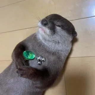 🦦 nutria, animal, lindo, mamífero, mascota, anillo, relajado telegram sticker