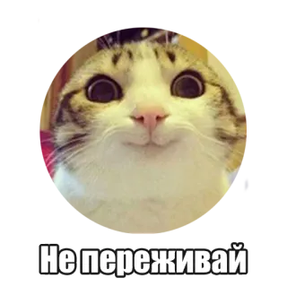 ☺️ Не переживай chat, mignon, animal, animal de compagnie, mème, drôle, autocollant telegram sticker