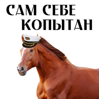 😍 САМ СЕБЕ КОБЫТАН ngựa, thuyền trưởng, động vật, nga, hài hước, meme whatsapp sticker