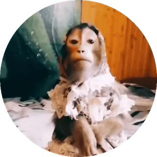 🌟 Affe, Tier, Porträt, süß, Primaten telegram sticker