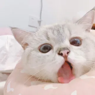 🧸 gatto, carino, divertente, animale, meme, animale domestico telegram sticker