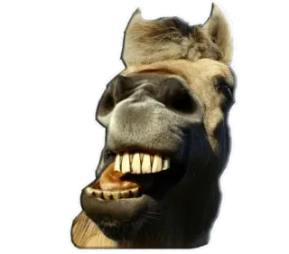 🐴 cheval, animal, drôle, mème, dents telegram sticker