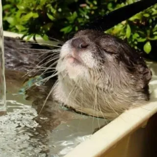 🐾 loutre, animal, mammifère, eau, mignon, nature whatsapp sticker