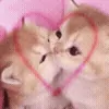 😽