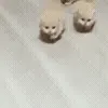 🐱
