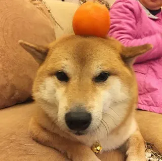 ❤️ dog, Shiba Inu, orange, pet, animal, cute, funny telegram sticker