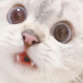 🥓 кот, животное, питомец, милый, смешной, котёнок, мем telegram sticker