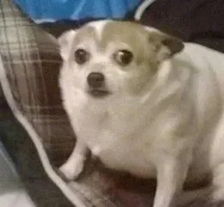 😳 anjing, chihuahua, hewan, peliharaan, imut, anak anjing telegram sticker