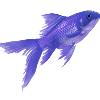 😶 ikan, binatang, hewan peliharaan, makhluk laut, akuatik, biru, ikan mas telegram sticker