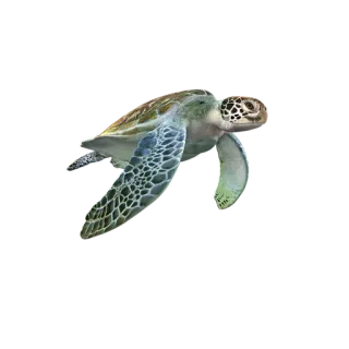 🌟 Schildkröte, Meeresschildkröte, Ozean, Tier, Reptil, Wildtier telegram sticker