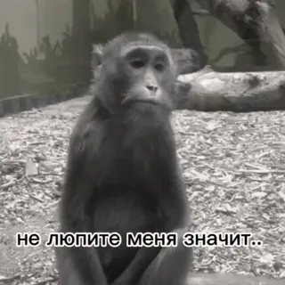 😭 не любите меня значит.. monkey, sad, animal, meme, sitting telegram sticker