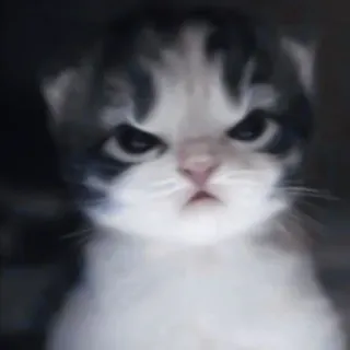 🐈 kot, kociak, zły, koci, słodki, zwierzę domowe, zwierzę telegram sticker