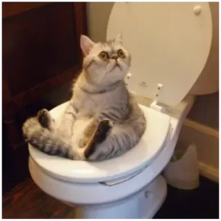 😒 gato, váter, gracioso, animal, sentado telegram sticker