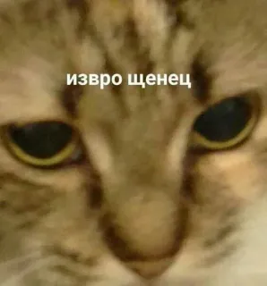 🤔 извро щенец gato, meme, animal whatsapp sticker