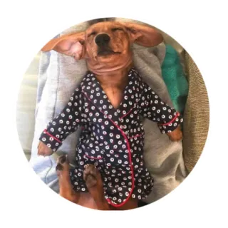 😎 dachshund, dog, pajamas, cute, sleeping, animal whatsapp sticker