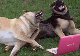 😂 chiens, ordinateur portable, animaux, animal de compagnie, comédie, drôle telegram sticker