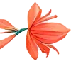 🌺